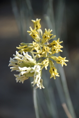 Asclepias subulata