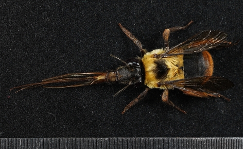 Amegilla pseudobomboides