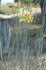 Asclepias subulata
