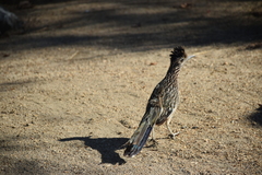 Geococcyx californianus