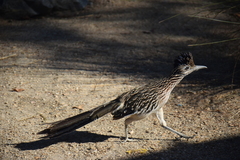 Geococcyx californianus