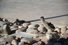 Geococcyx californianus