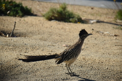 Geococcyx californianus