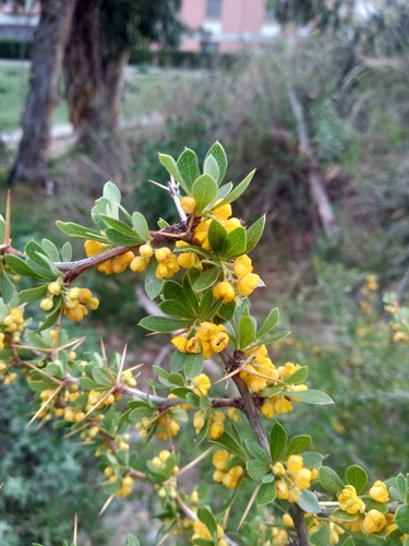 Berberis boliviana