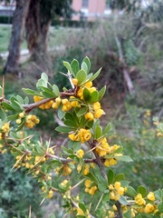 Berberis boliviana