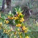 Berberis boliviana - Photo (c) Alfredo F. Fuentes Claros, some rights reserved (CC BY-NC), uploaded by Alfredo F. Fuentes Claros