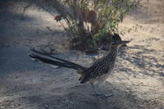 Geococcyx californianus