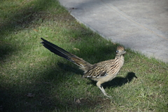 Geococcyx californianus