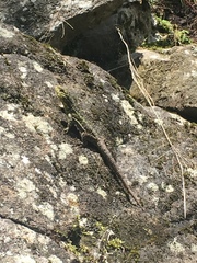 Stenocercus crassicaudatus