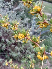 Berberis boliviana