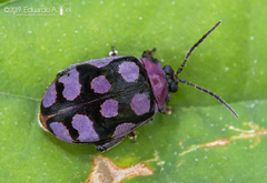 Alagoasa bipunctata perennis
