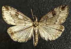 Udea washingtonalis