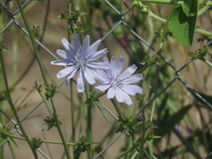 Cichorium intybus intybus