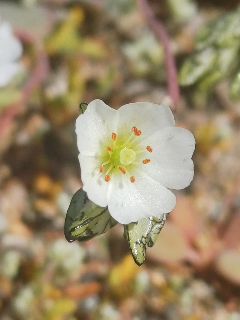 Cistanthe coquimbensis (Cistanthe coquimbensis)