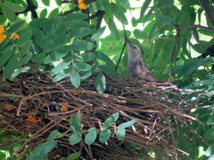 Phacellodomus sibilatrix