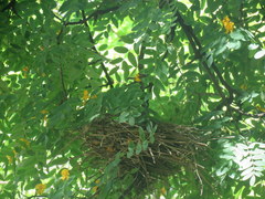 Phacellodomus sibilatrix