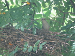 Phacellodomus sibilatrix