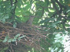 Phacellodomus sibilatrix