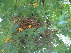 Phacellodomus sibilatrix