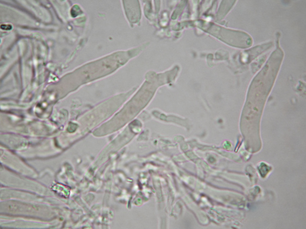 Tricholosporum longicystidiosum