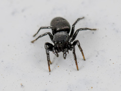 Heliophanus potanini