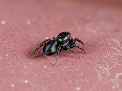 Heliophanus potanini