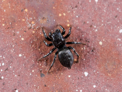 Heliophanus potanini