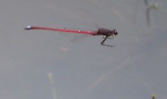 Oxyagrion rubidum