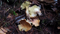 Albatrellus avellaneus