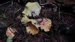 Albatrellus avellaneus