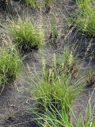 Sporobolus cubensis