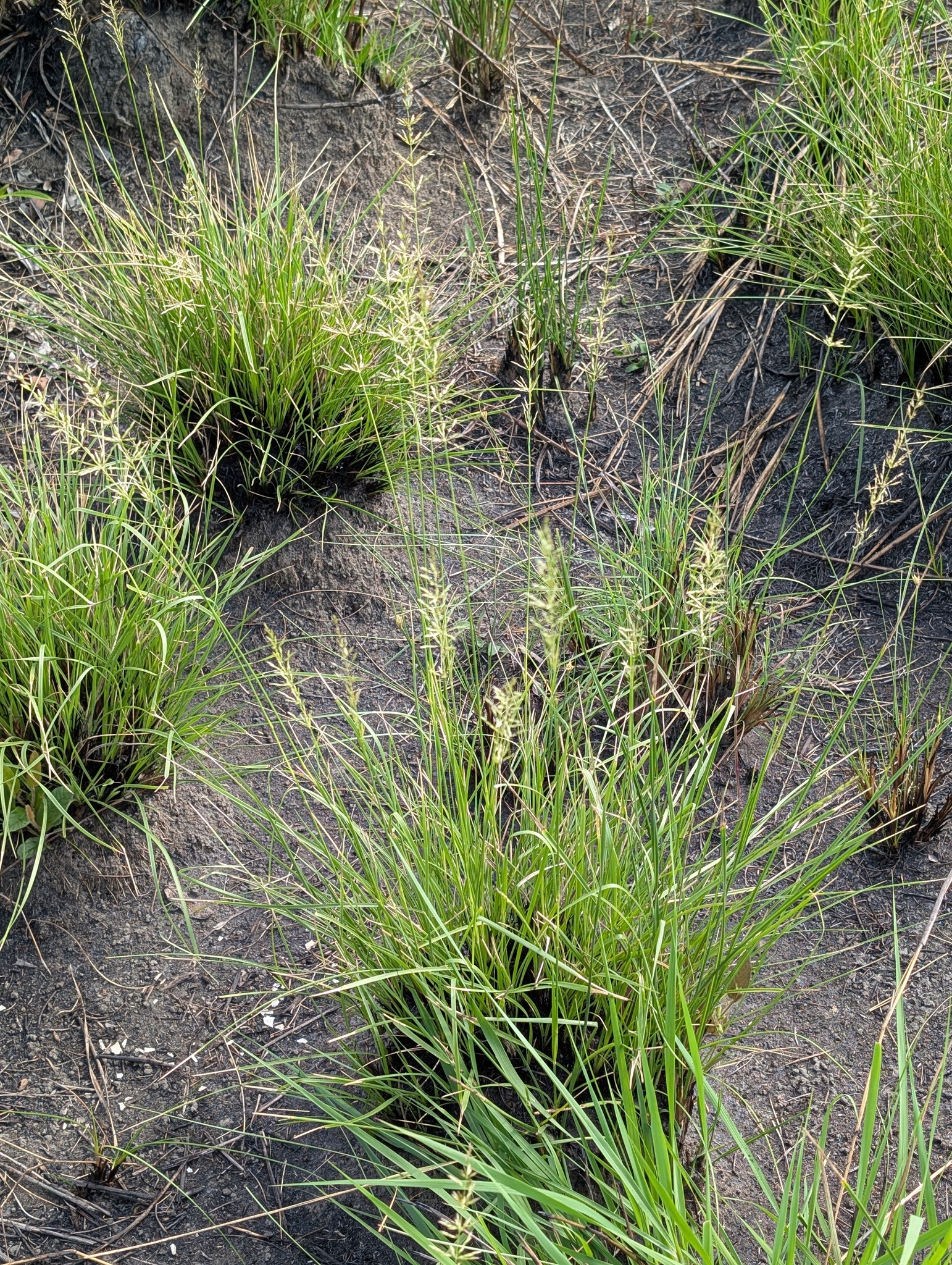 Sporobolus cubensis