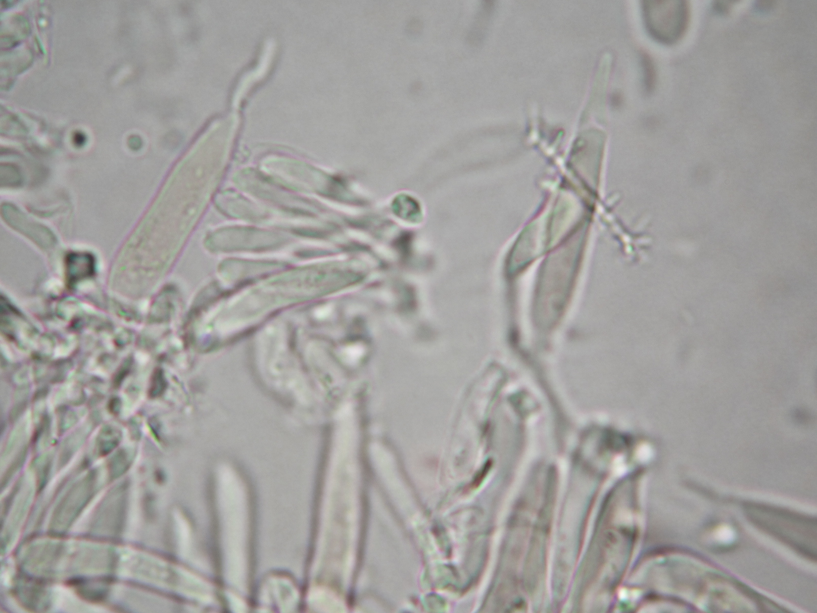 Tricholosporum longicystidiosum image