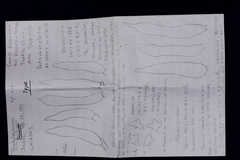 Tricholosporum tropicale