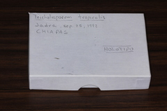 Tricholosporum tropicale