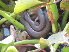 Thamnophis melanogaster canescens