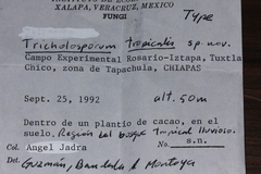 Tricholosporum tropicale