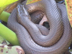 Thamnophis melanogaster canescens