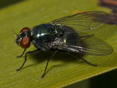 Pyrellia tasmaniae