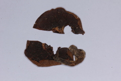 Tricholosporum tropicale