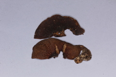 Tricholosporum tropicale