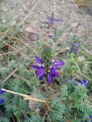 Dalea boliviana