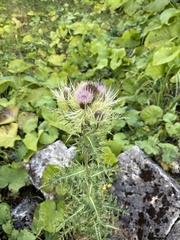 Cirsium obvallatum, photograph (c) Екатерина Кравцова, some rights reserved (CC BY)
