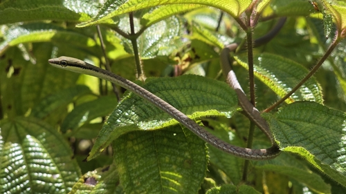 Wickramasinghes' Bronzeback