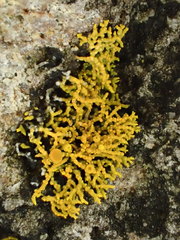 Polycauliona coralloides