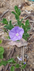 Convolvulus sabatius