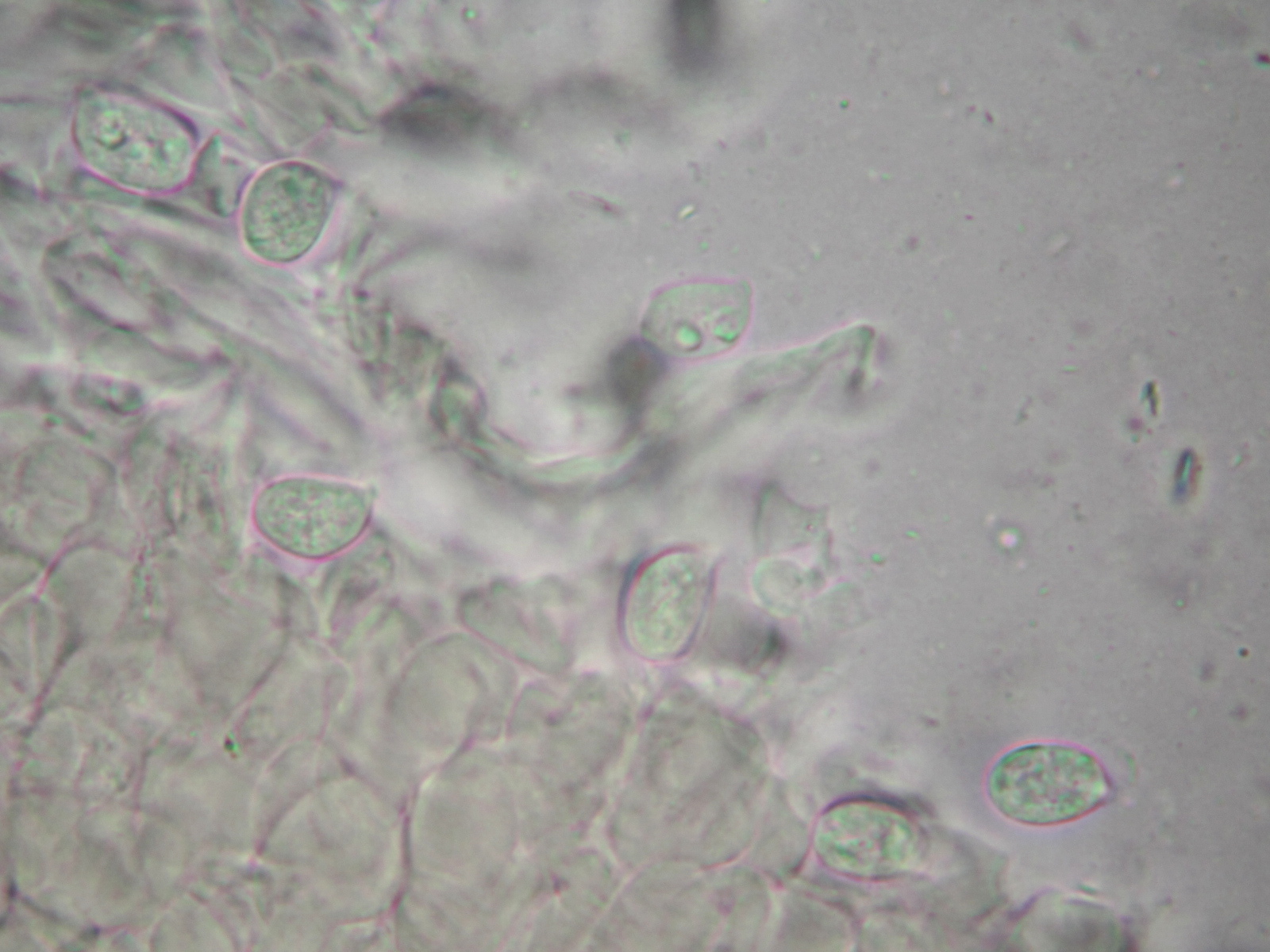 Amanita tecomate image