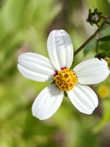 Bigelow's beggarticks (Bidens bigelovii)