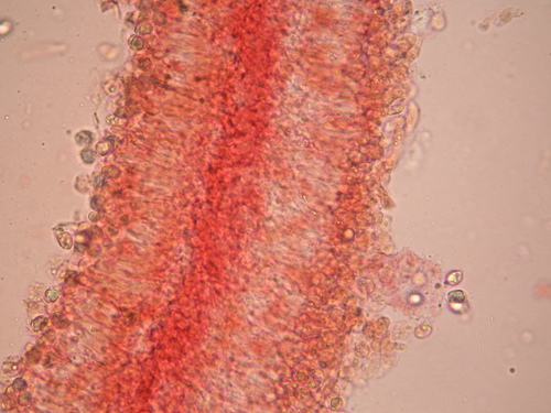 Jackson's slender Caesar