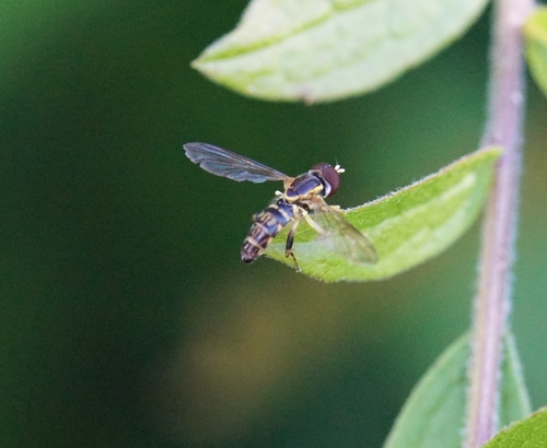 Unknown species found near Cambridge Highlands, Cambridge, MA, USA